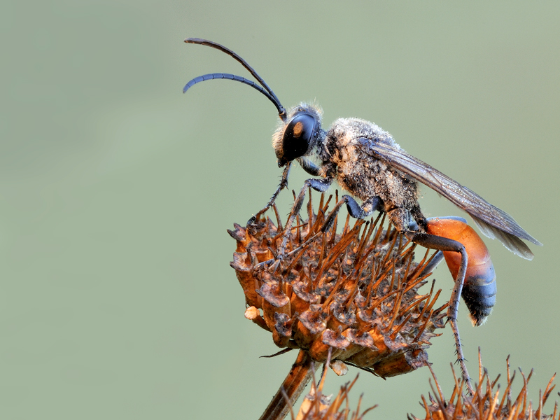 Sphecidae (Sphex sp.?)