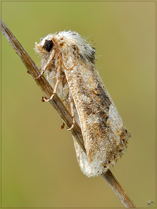 Identificazione falena