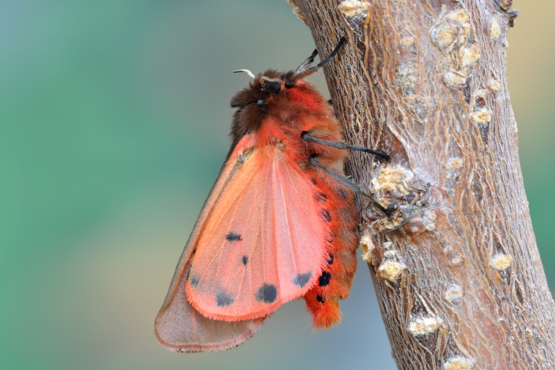 aiuto per identificazione falena