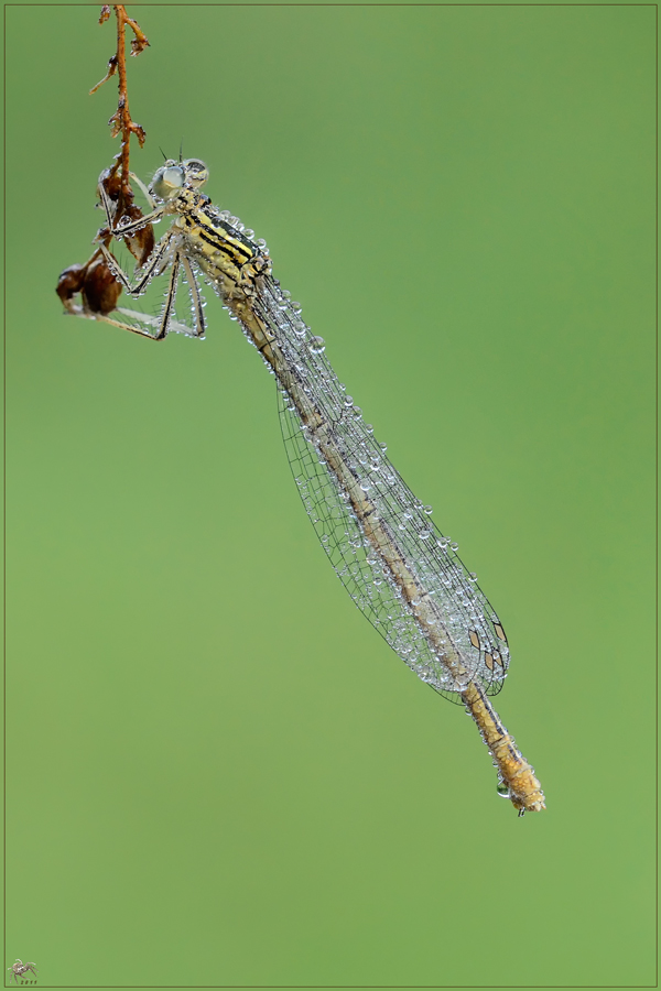 ID + disformismo sessuale - Platycnemis pennipes