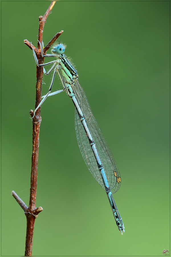 ID + disformismo sessuale - Platycnemis pennipes