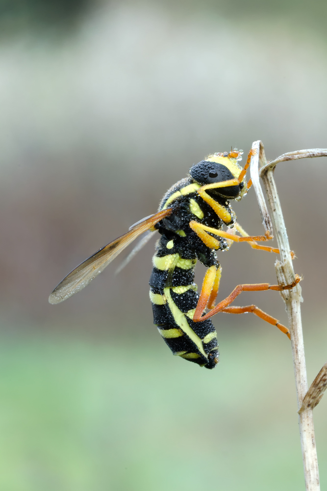 Xanthogramma citrofasciatum ♂ (Syrphidae)