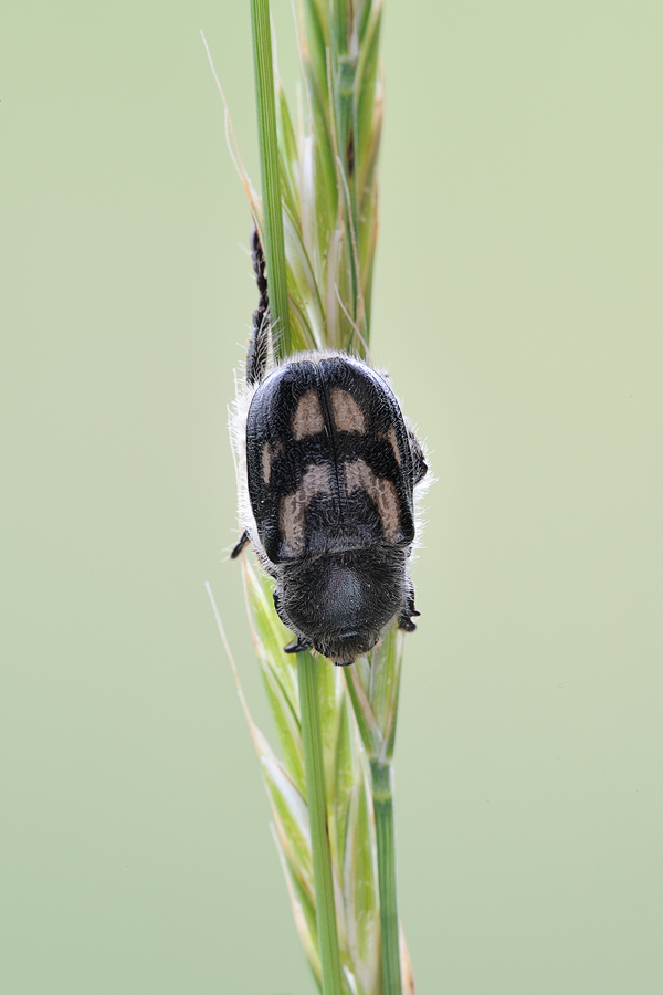 di che si tratta? Anisoplia monticola (cf.)