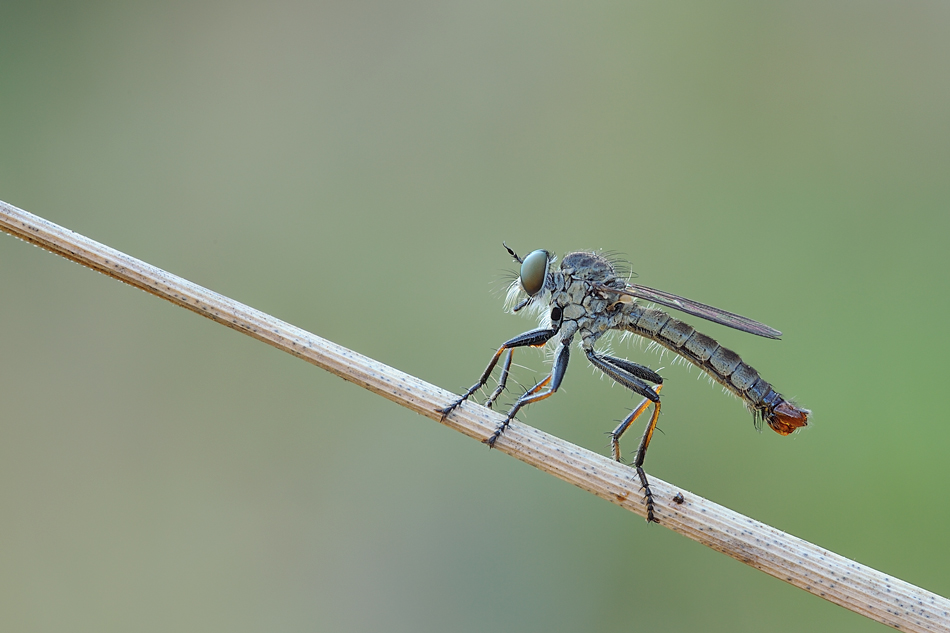 Altro asilide da identificare