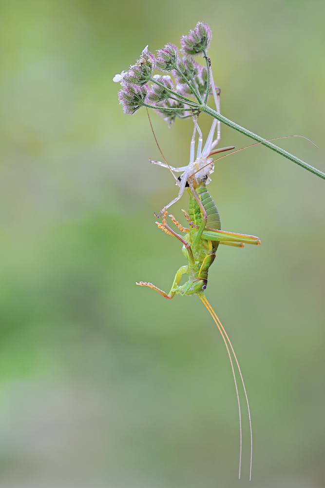 Probabile Ephippiger sp. e Tettigonia sp.