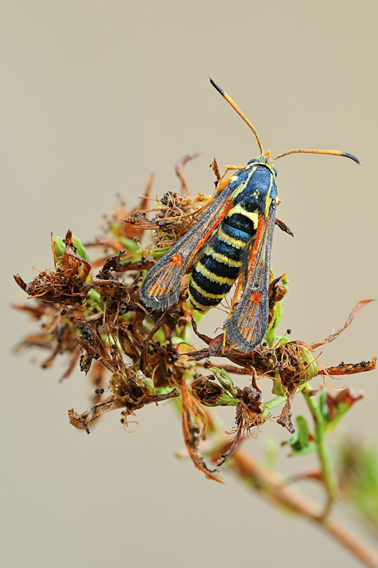 Bembecia ichneumoniformis ?