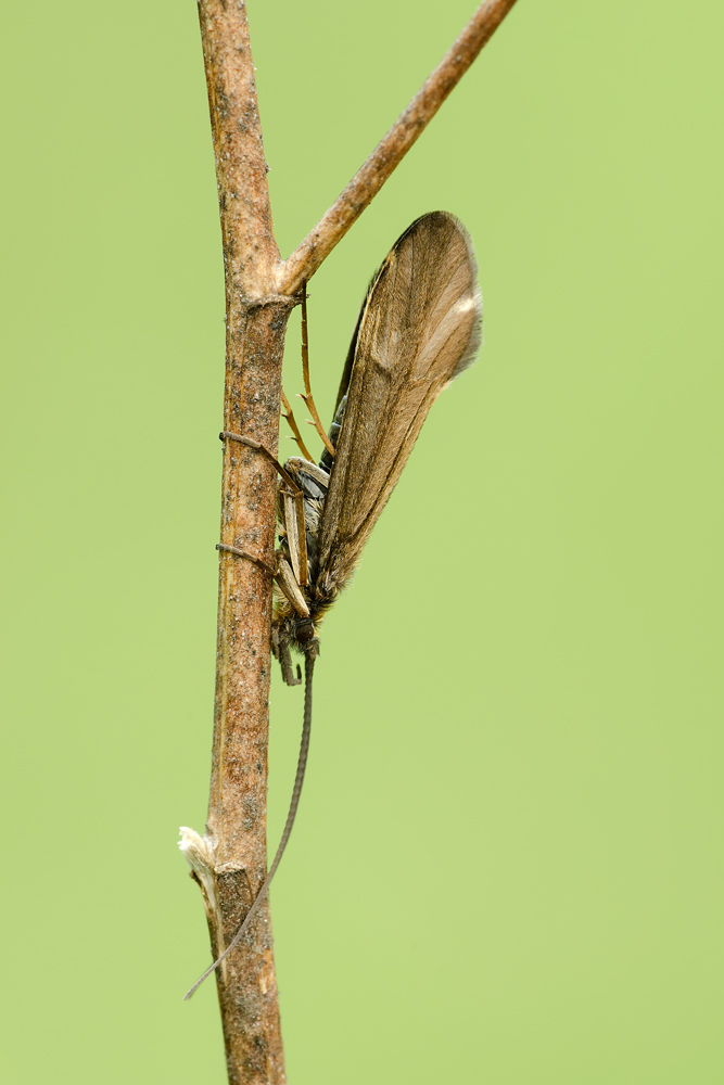 Sericostoma  sp.