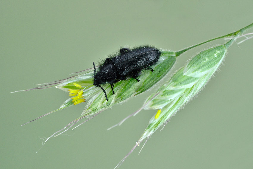 Enicopus sp. (Dasytidae)