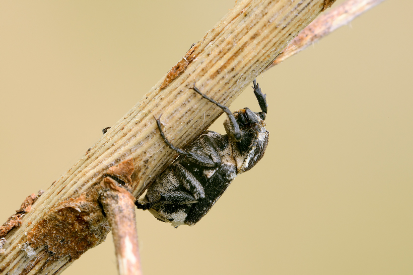 Valgus hemipterus