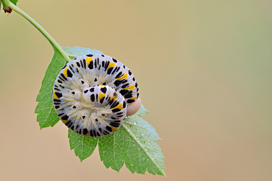 identificazione bruco 2 (Cimbex sp.? (Cimbicidae))