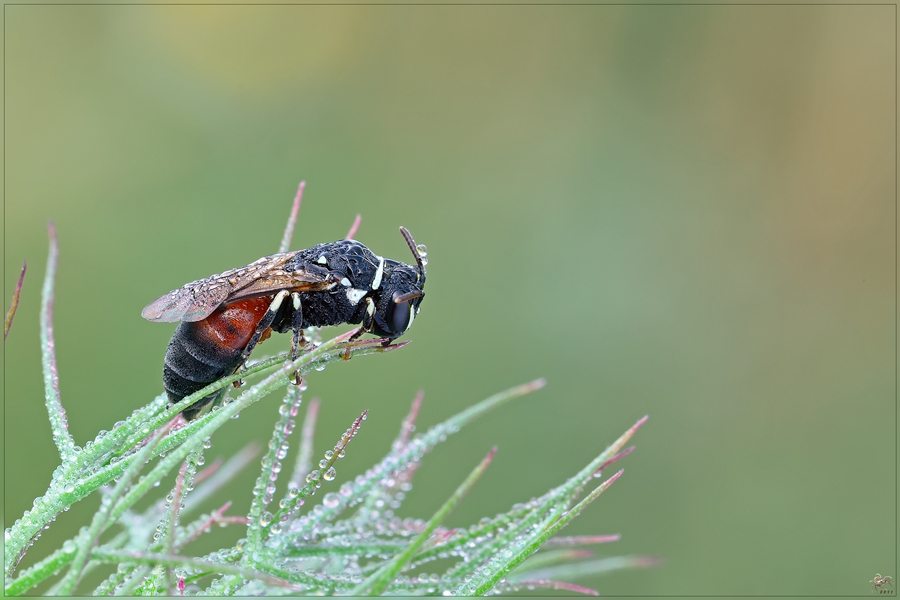 Hilaeus variegatus (Apidae Colletinae)