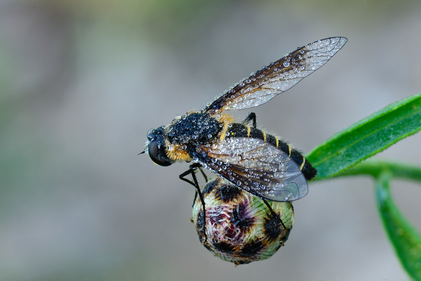 Lomatia sp.