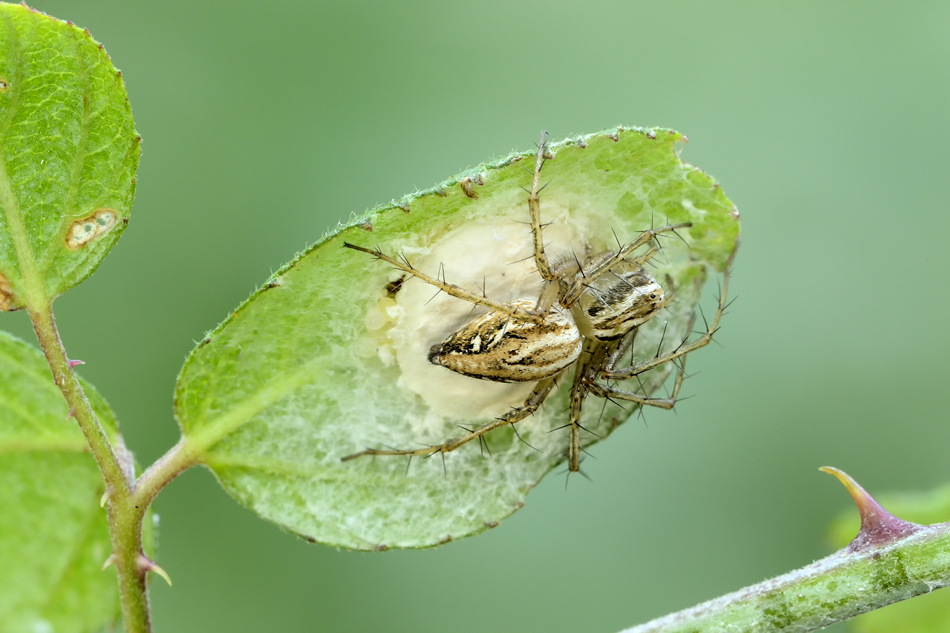 Oxyopes lineatus