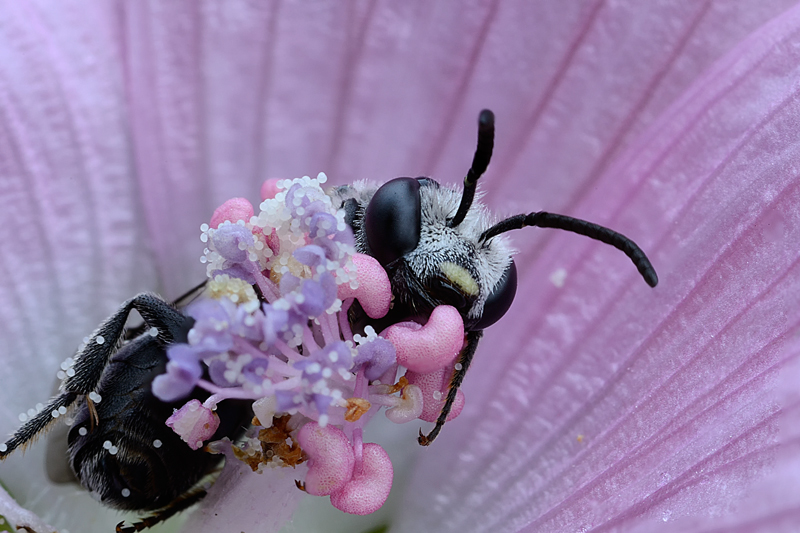 Eucera?