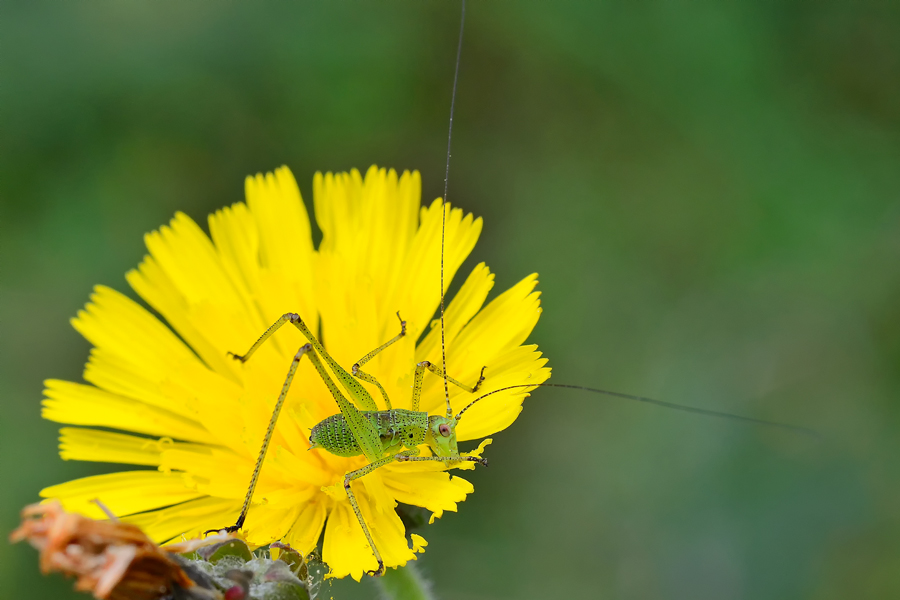 Il grilletto - Neanide di  Phaneropteridae