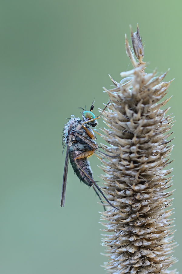 Cercasi ID:Dolichopodidae