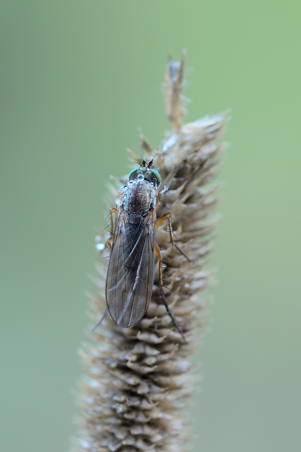 Cercasi ID:Dolichopodidae