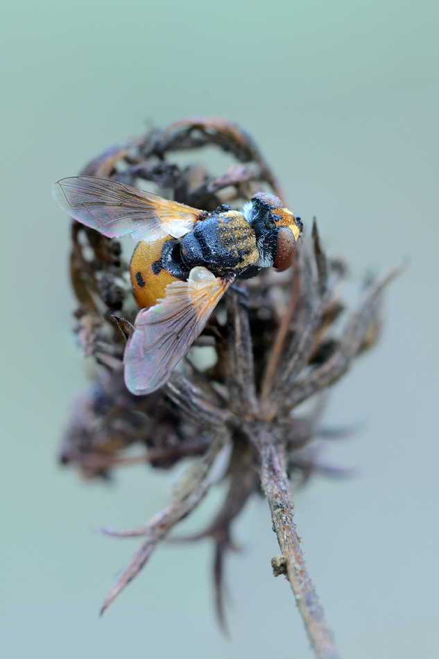 moschina da identificare: Gymnosoma sp.