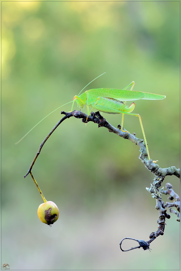 che grillo ? Phaneroptera cfr nana