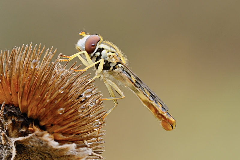 Sphaerophoria scripta