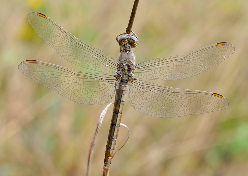 identificazione libellula