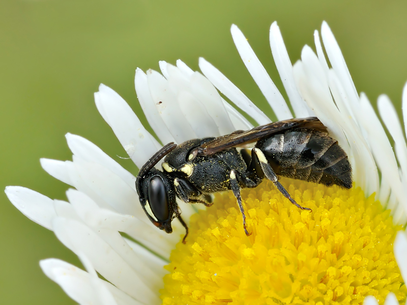 maschio di Hylaeus sp.