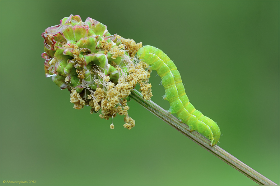 bruchetto da identificare