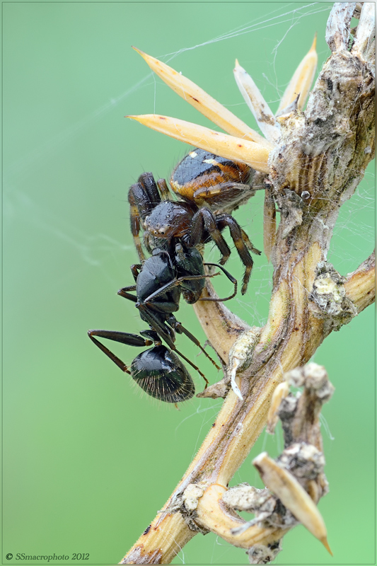 Synema globosum con preda (formica Camponotus sp.)