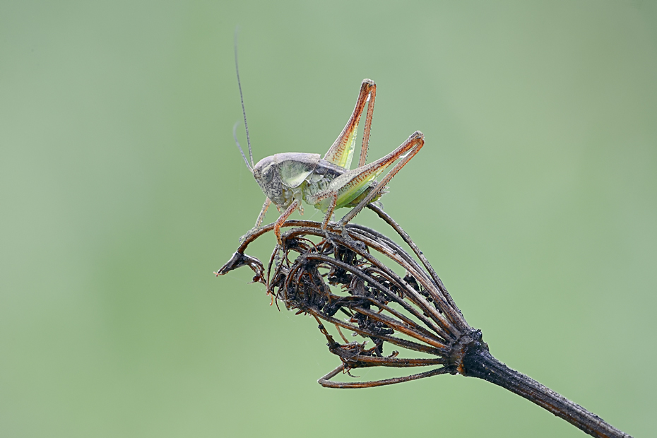 Ninfa di tettigoniidae: Platycleis sp.?