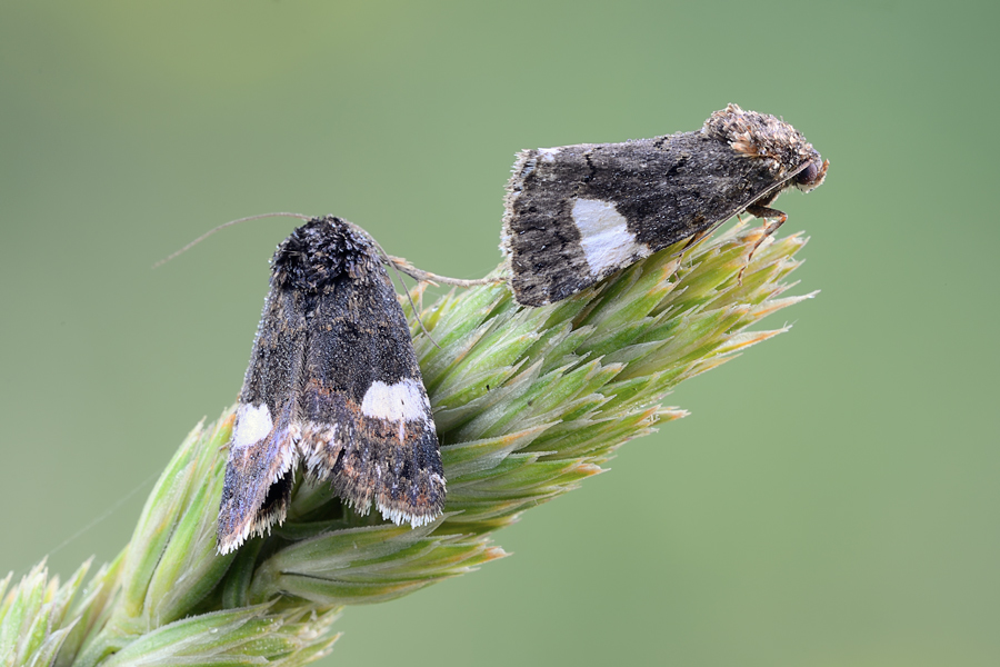 falenette da identificare