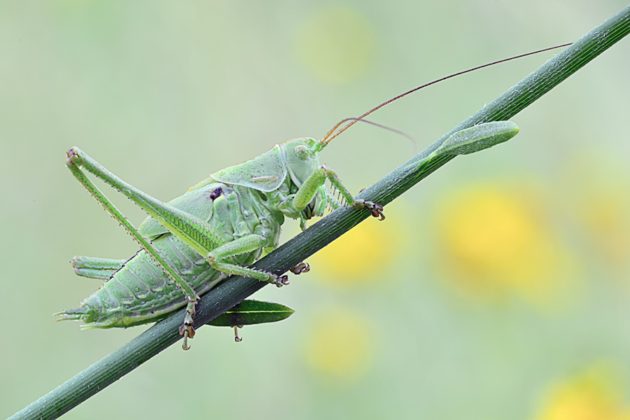 Probabile Ephippiger sp. e Tettigonia sp.