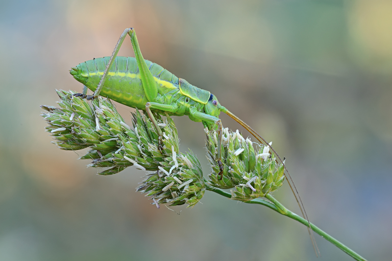 Probabile Ephippiger sp. e Tettigonia sp.