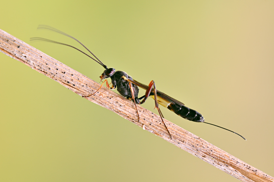 Ammophila? no, Ichneumonidae...