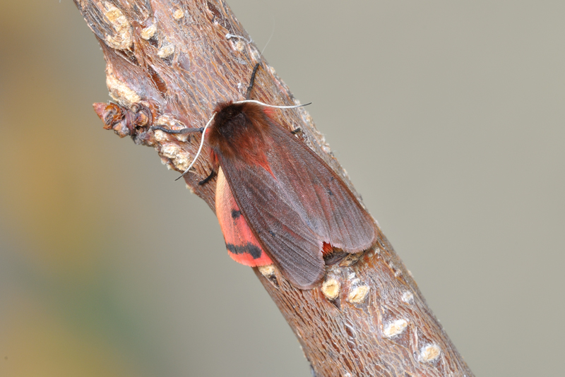 aiuto per identificazione falena