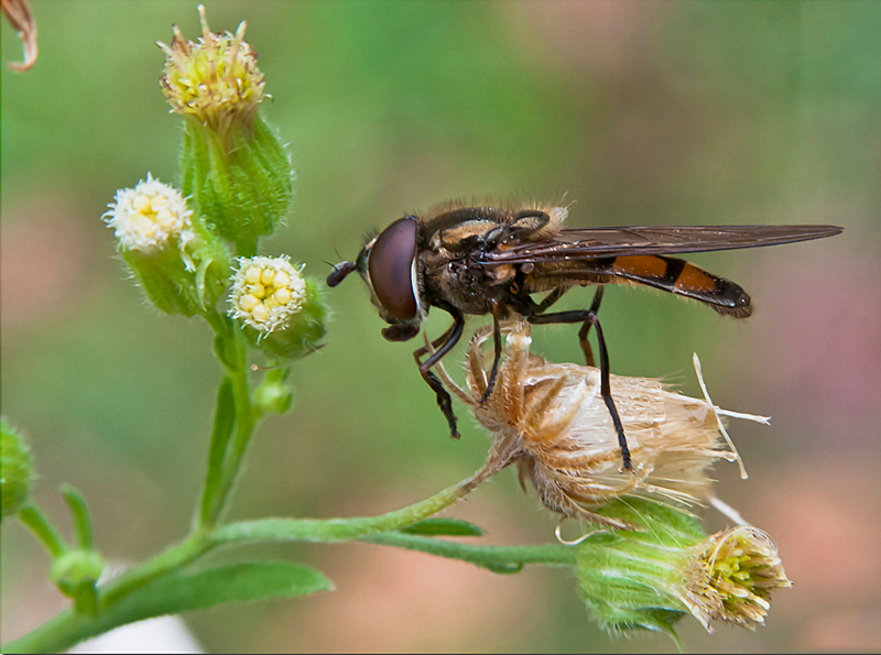 cheilosia ?