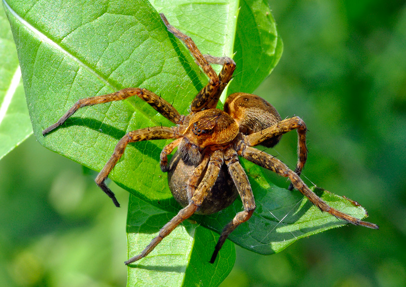 Dolomedes sp. - Oxyopes sp.