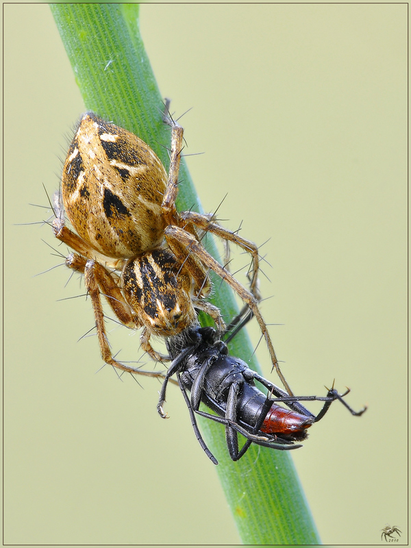 Oxyopes sp.