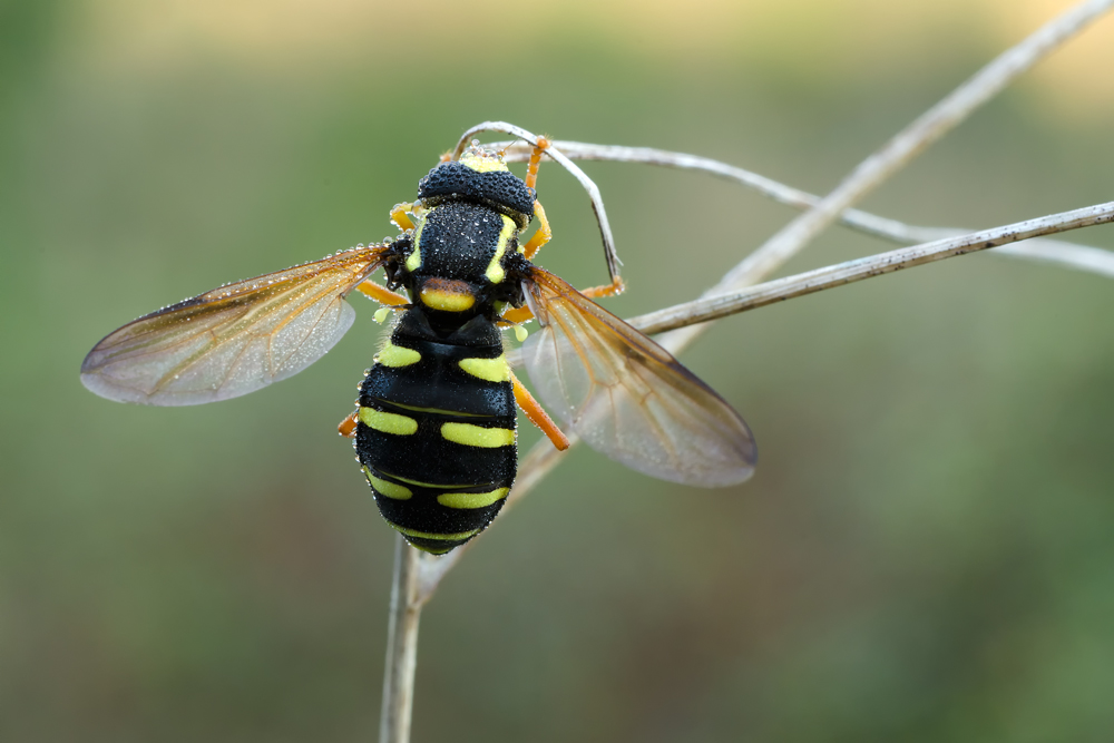 Xanthogramma citrofasciatum ♂ (Syrphidae)