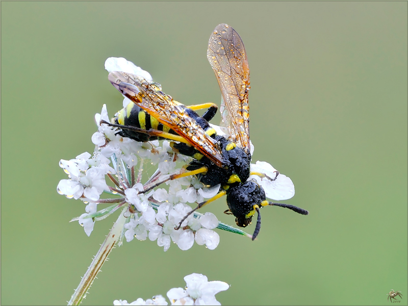 Tenthredinidae