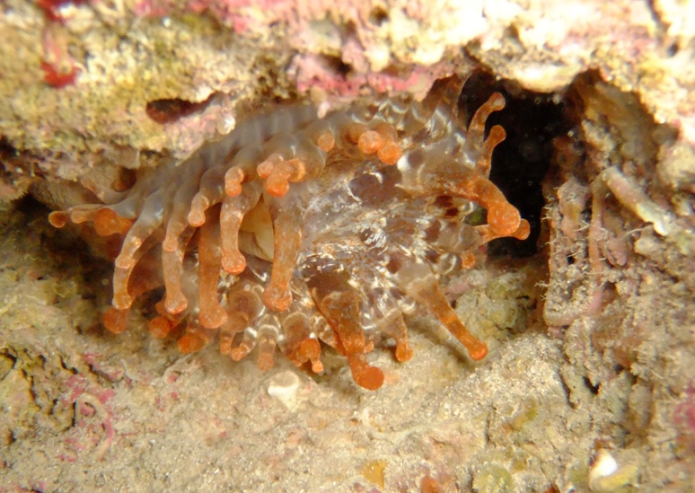 Telmatactis cricoides