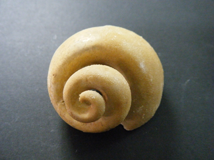 Gastropodi fossili da determinare