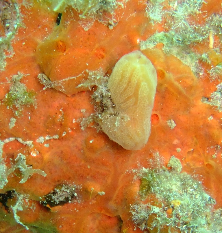 Spugna e ascidia (Aplidium tabarquensis)