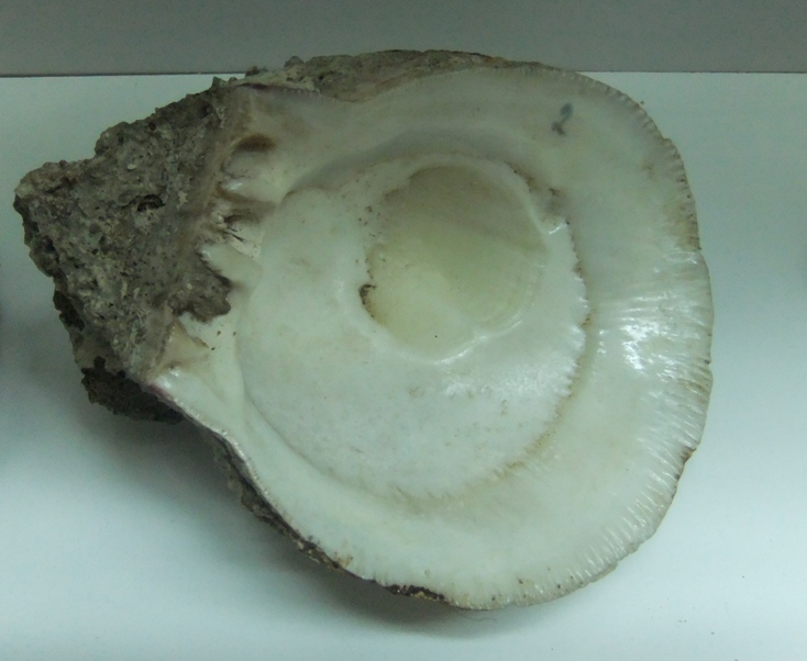 Ostrea sp.?