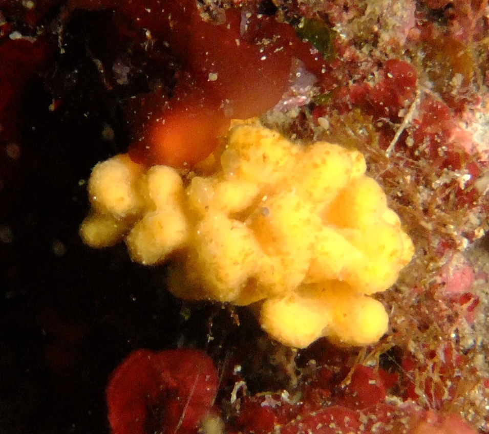 Axinella damicornis