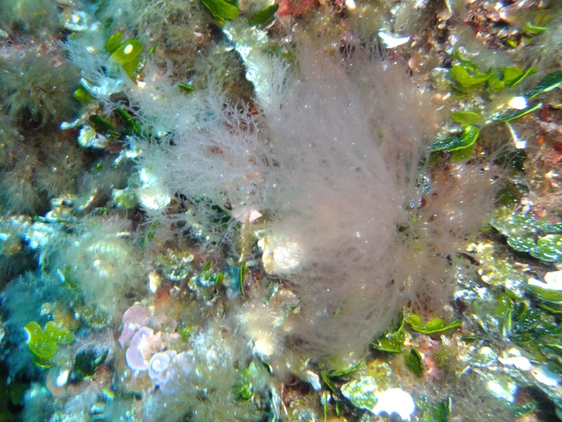 Alga come cotone (Dudresnaya verticillata)