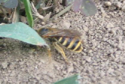 Probabili femmine di Halictus scabiosae che scavano il nido