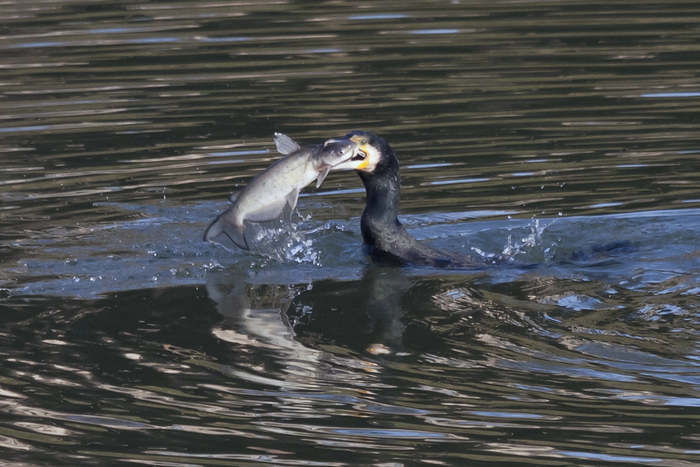 Cormorano