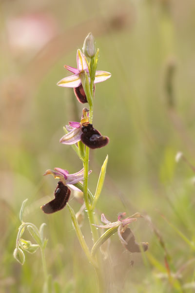 Orchidee spontanee da identificare