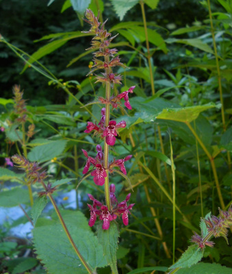 Identificazione orchidee