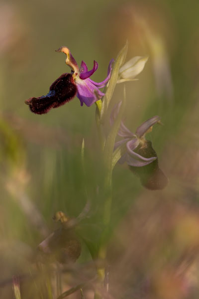 Orchidee spontanee da identificare